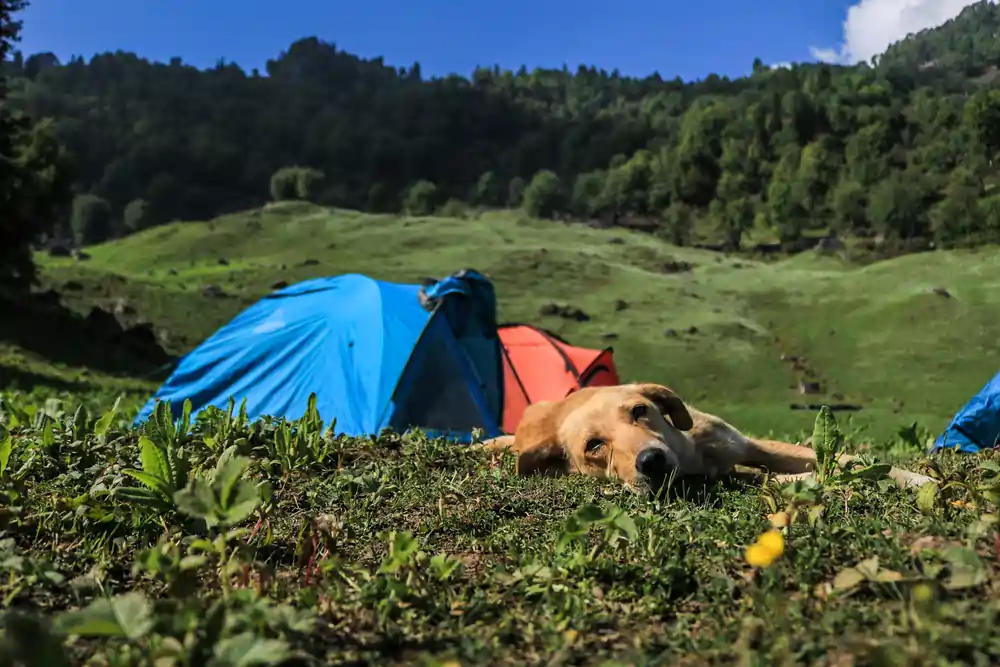 Day 9: Mardh to Plachak via Thamsar Pass