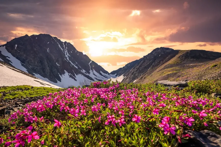 Valley Of Flowers Trek 2