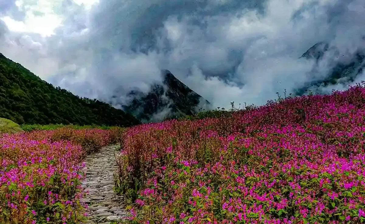 valley of flowers trek 5,Valley of Flowers Trek July