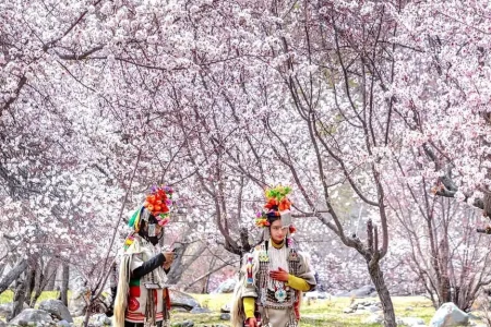 Apricot Blossom Ladakh