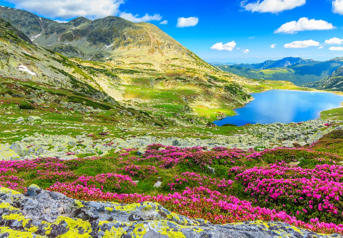 Valley-of-flowersx (1)