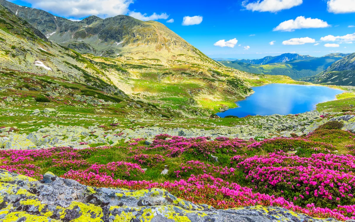 Valley-of-flowersx (2)