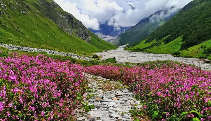 valley of flowers,Flowers Trek Best Time