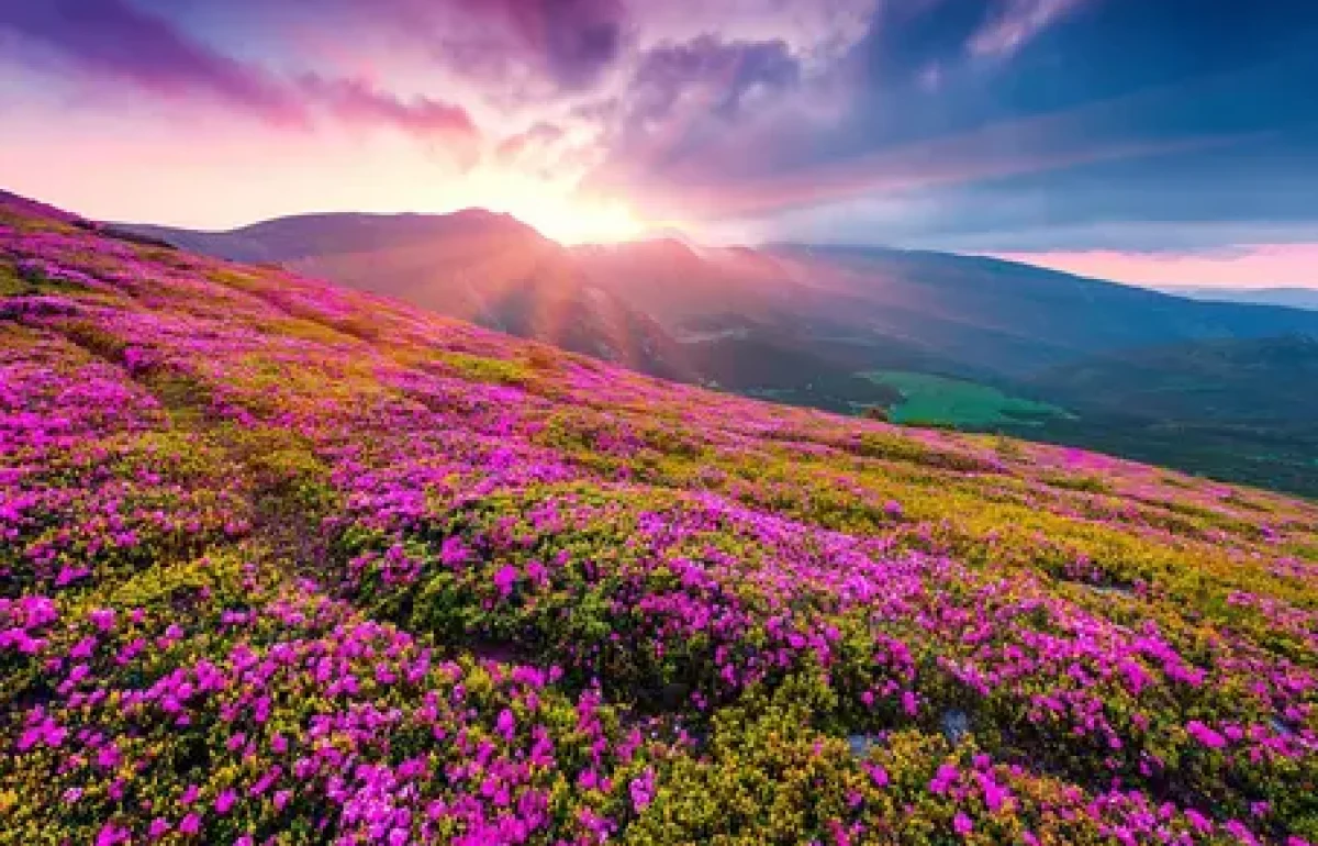 flowers valley