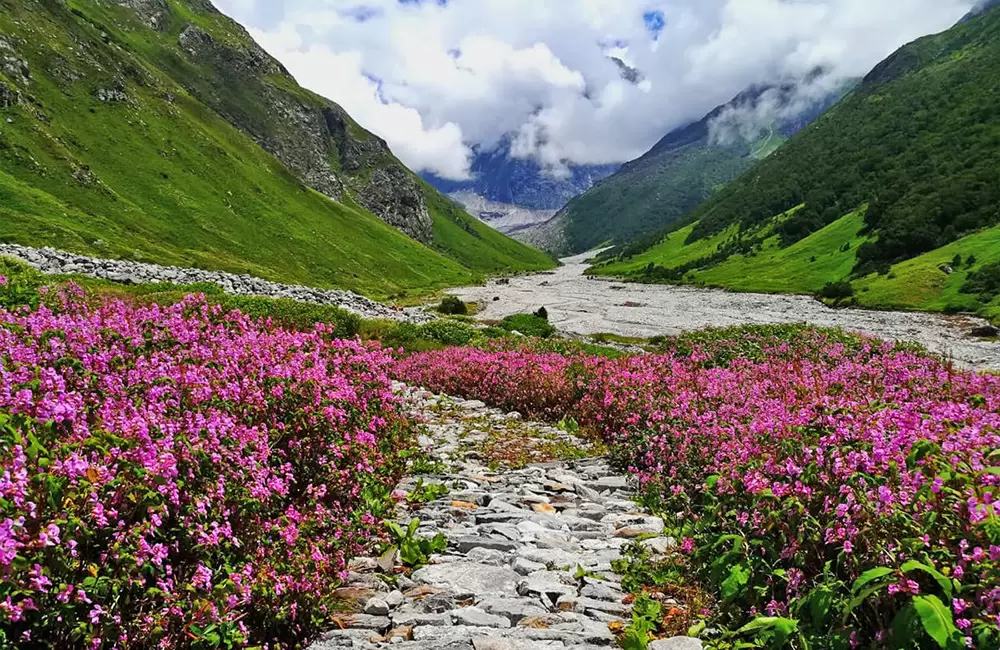 Valley of Flowers Trek Best Time: When to See the Full Bloom